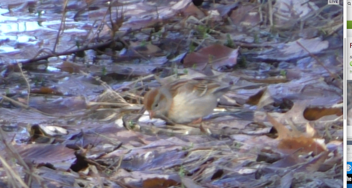 Field Sparrow - ML53890151