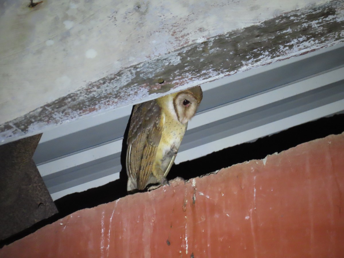 Andaman Masked-Owl - ML538901981