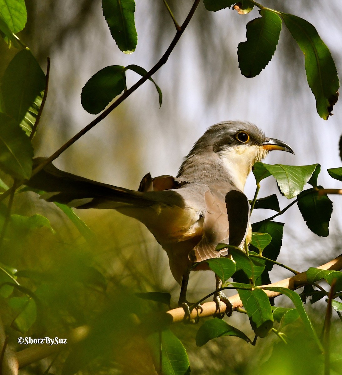 Mangrove Cuckoo - Suzanne Zuckerman