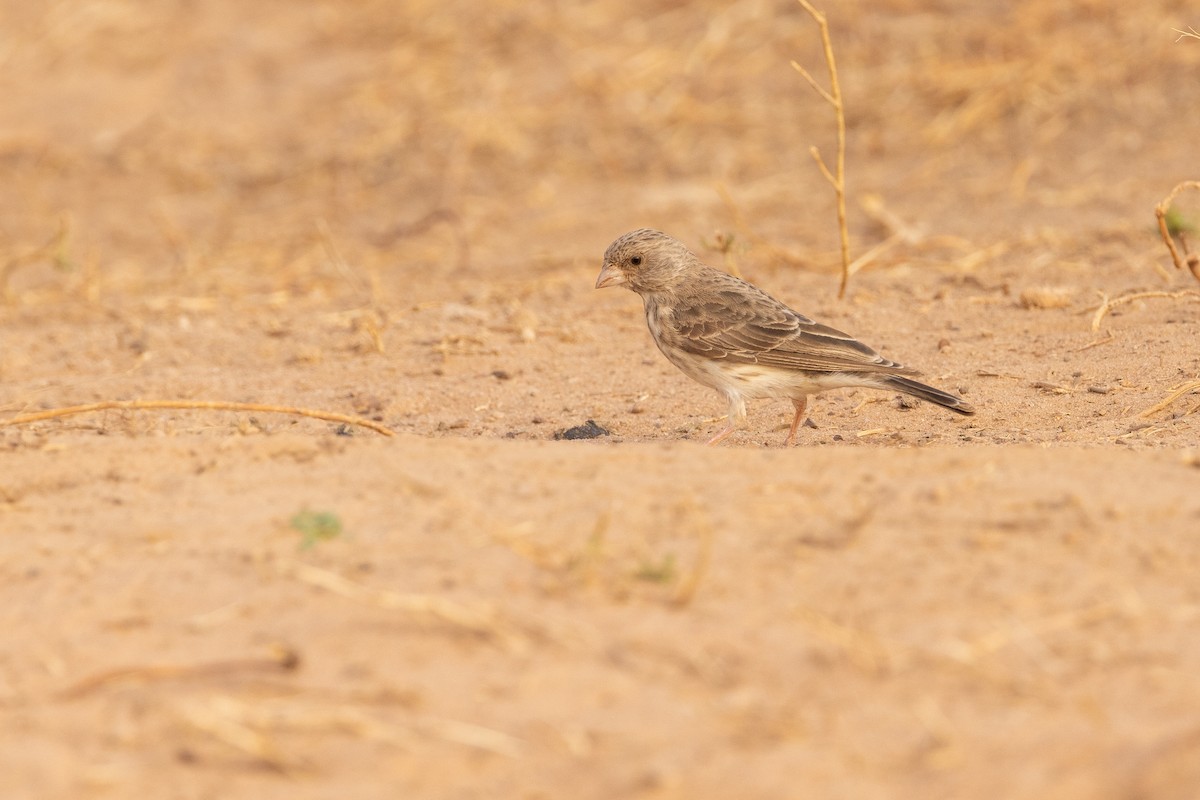 White-rumped Seedeater - ML538902631