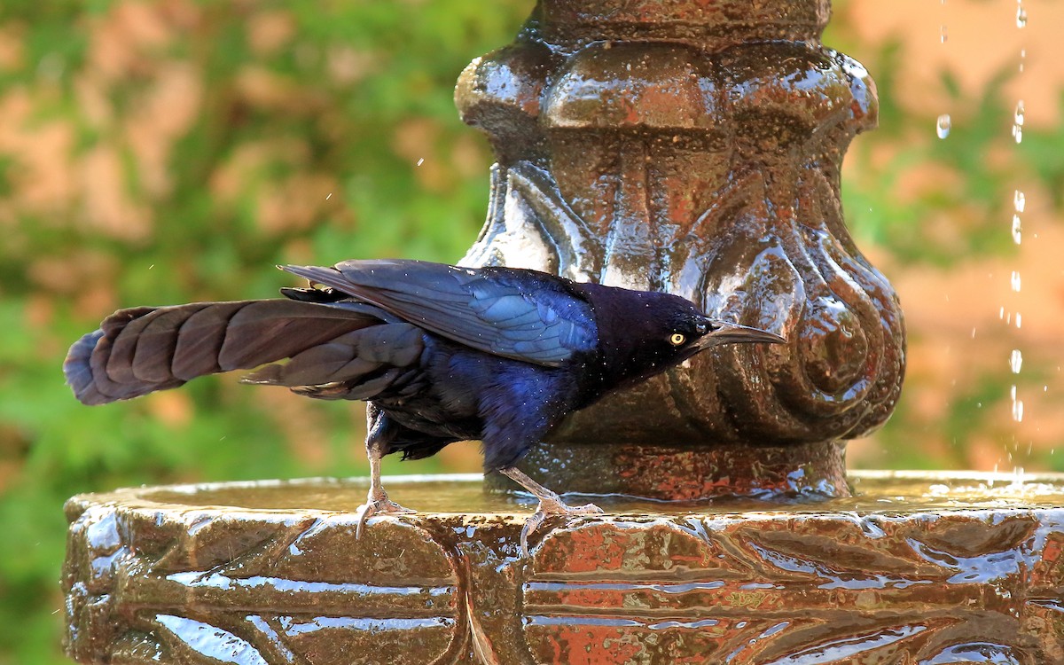 Great-tailed Grackle - Vicki Fowles