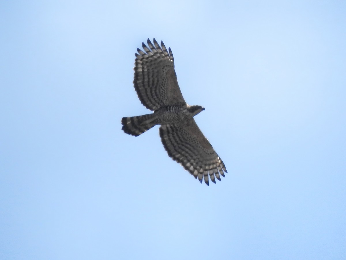 Legge's Hawk-Eagle - Abhinav Nair