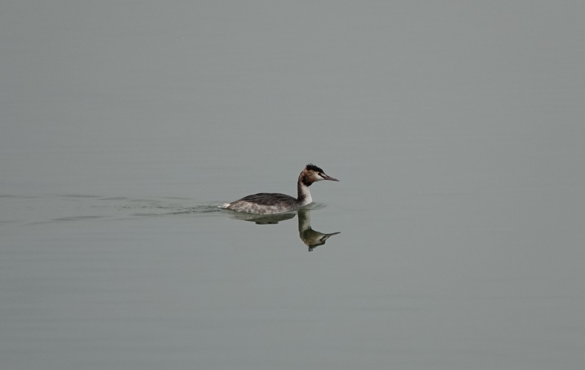 Great Crested Grebe - ML538905641