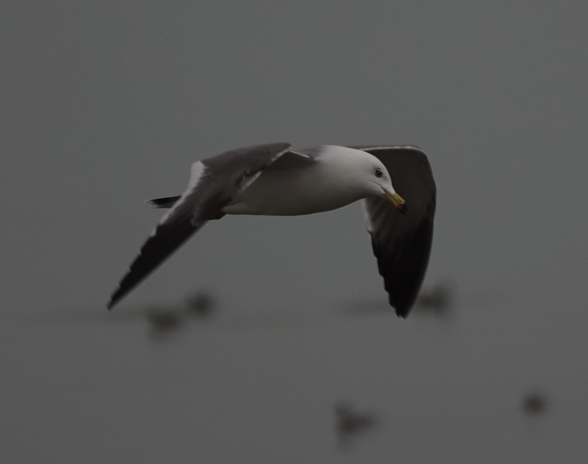 Black-tailed Gull - ML538905961