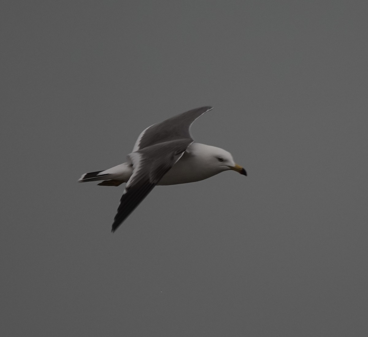 Black-tailed Gull - ML538905991
