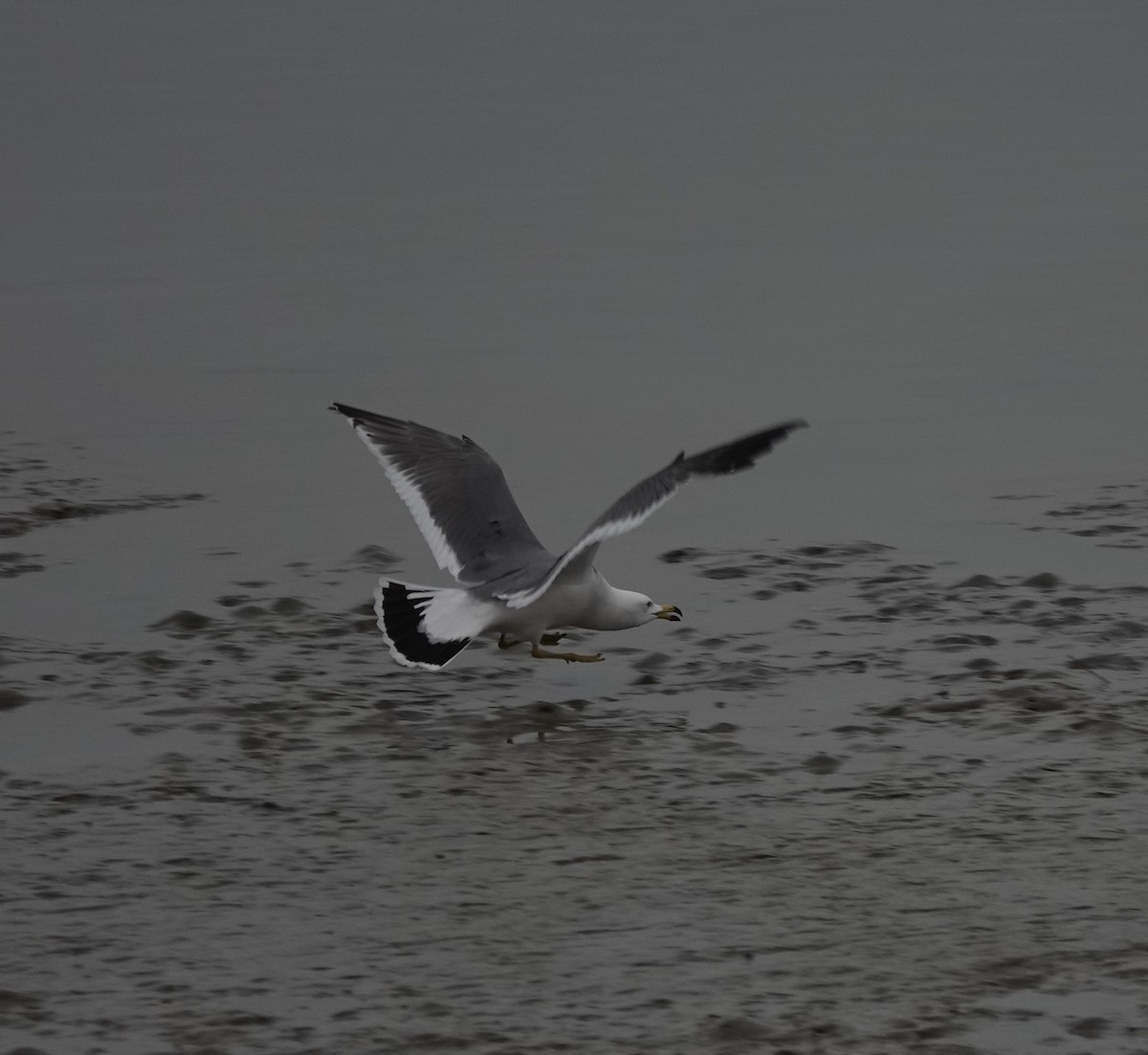 Black-tailed Gull - ML538906001
