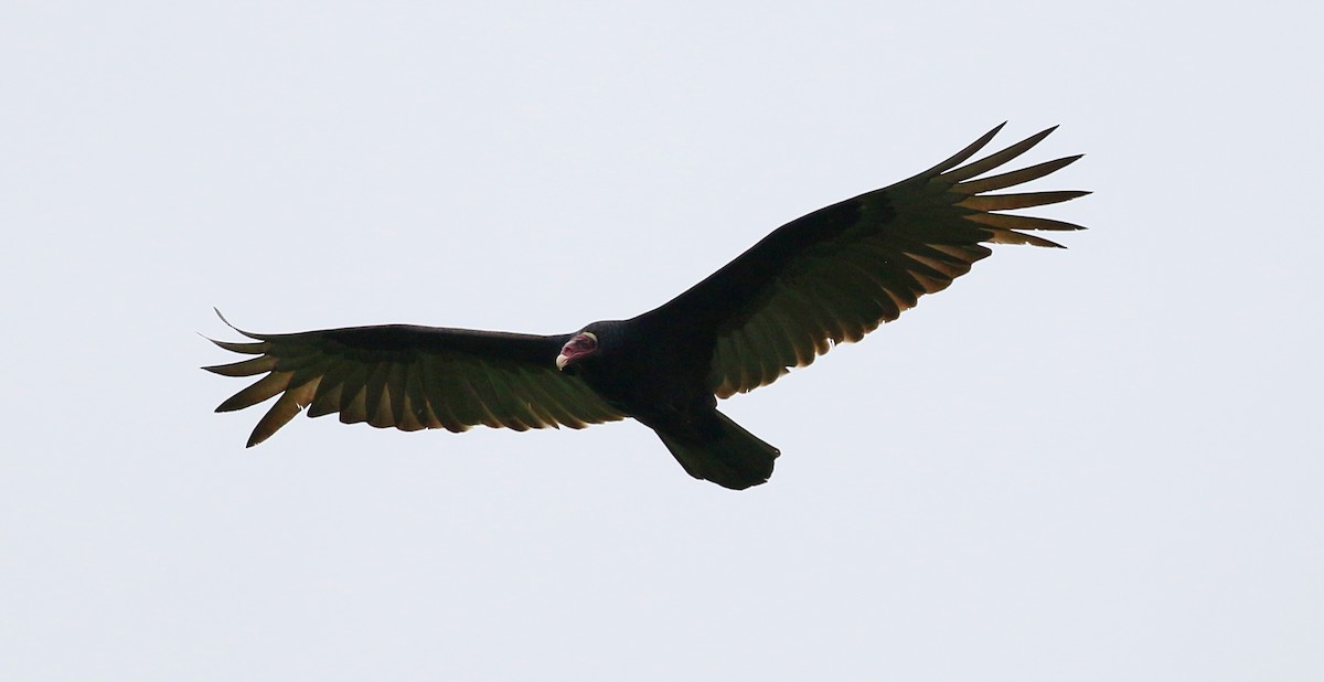 Turkey Vulture - ML53890921