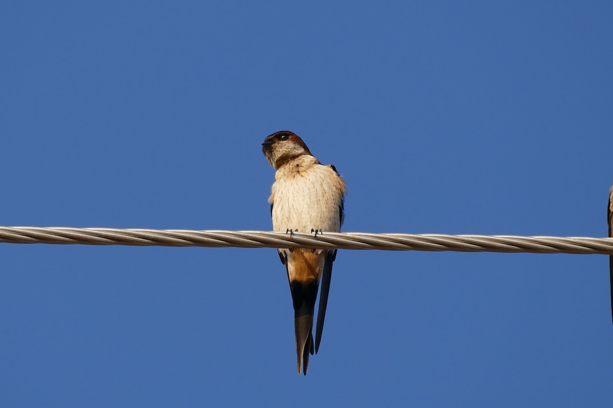 Red-rumped Swallow - ML538912121