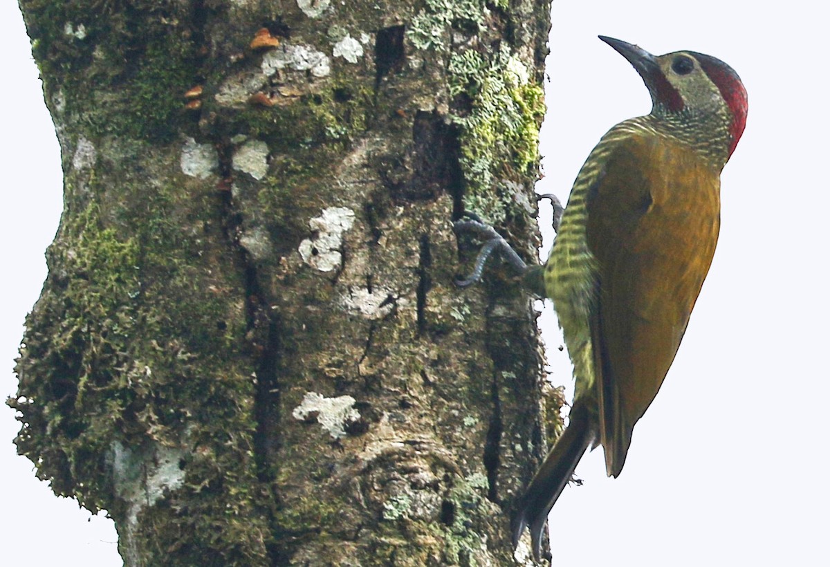 Golden-olive Woodpecker - Charlotte Byers