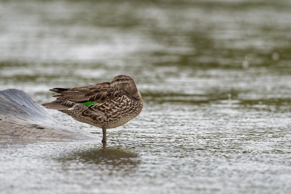 Green-winged Teal - ML538920531