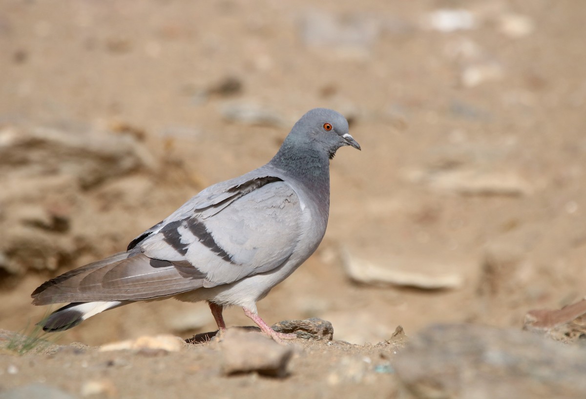 Pigeon des rochers - ML538921241