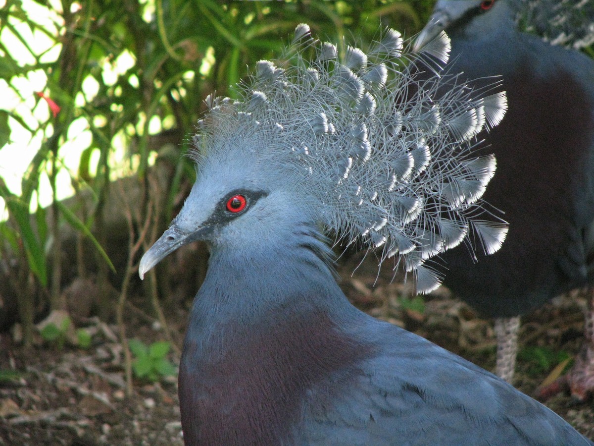 Victoria Crowned-Pigeon - ML538921711