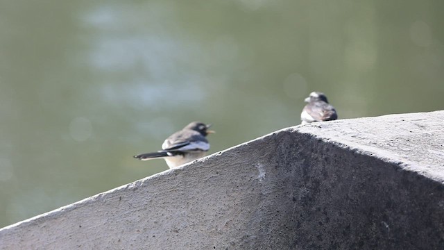 White-browed Wagtail - ML538924731