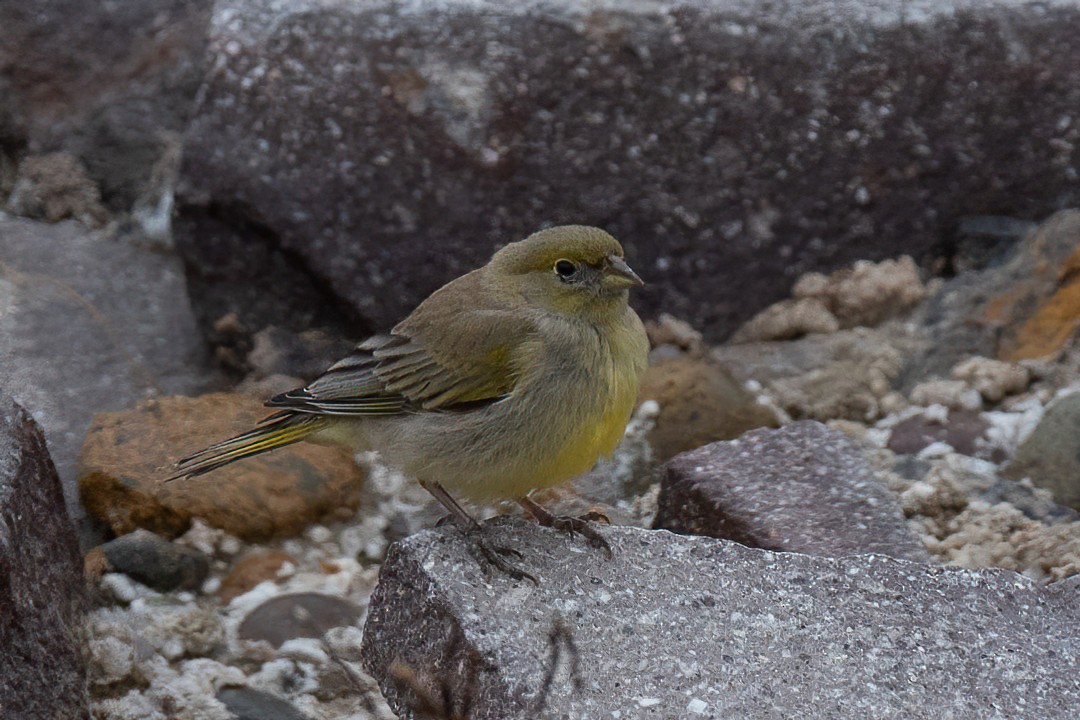 Patagonian Yellow-Finch - ML538924801