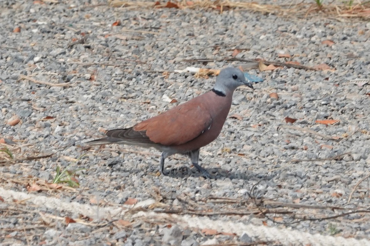Red Collared-Dove - ML538925131