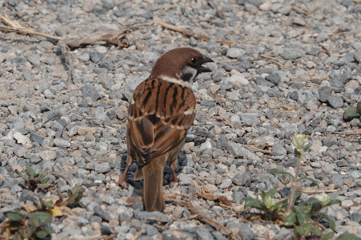 Eurasian Tree Sparrow - ML538925431