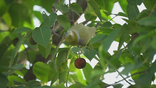Yellow-footed Green-Pigeon - ML538925441