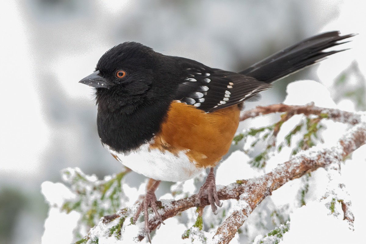 Spotted Towhee - ML538928931