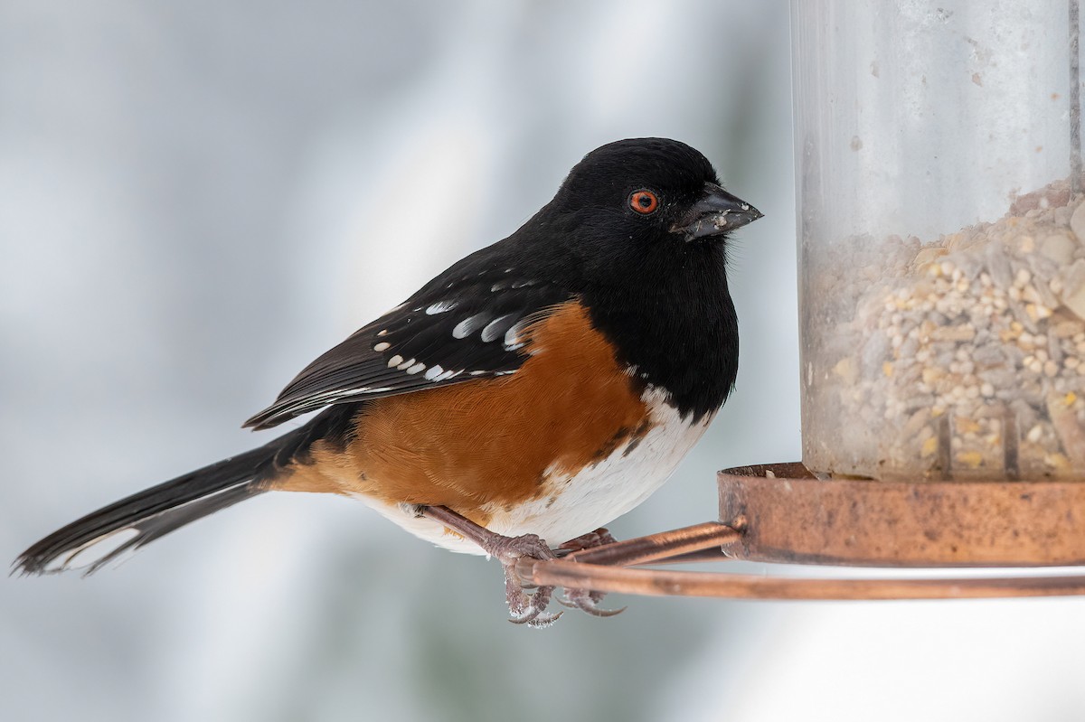 Spotted Towhee - ML538928941