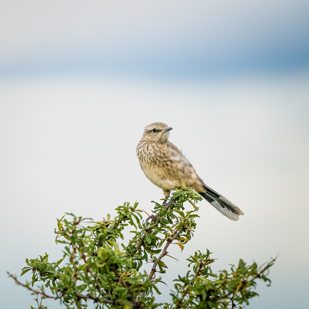 Patagonian Mockingbird - ML538929811
