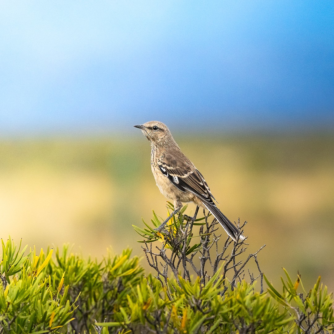 Patagonian Mockingbird - Alan Godoy Parra