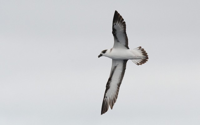 Black-capped Petrel - Pterodroma hasitata - Birds of the World Black-capped Petrel - Pterodroma hasitata - Birds of the World
