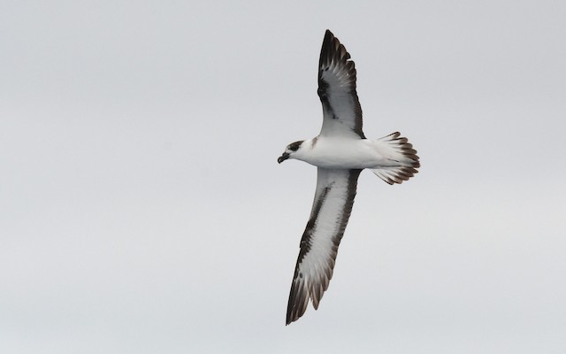 Formative Black-capped Petrel, light form (subspecies&nbsp;<em><em class="SciName notranslate">hasitata</em>).</em> - Black-capped Petrel - 