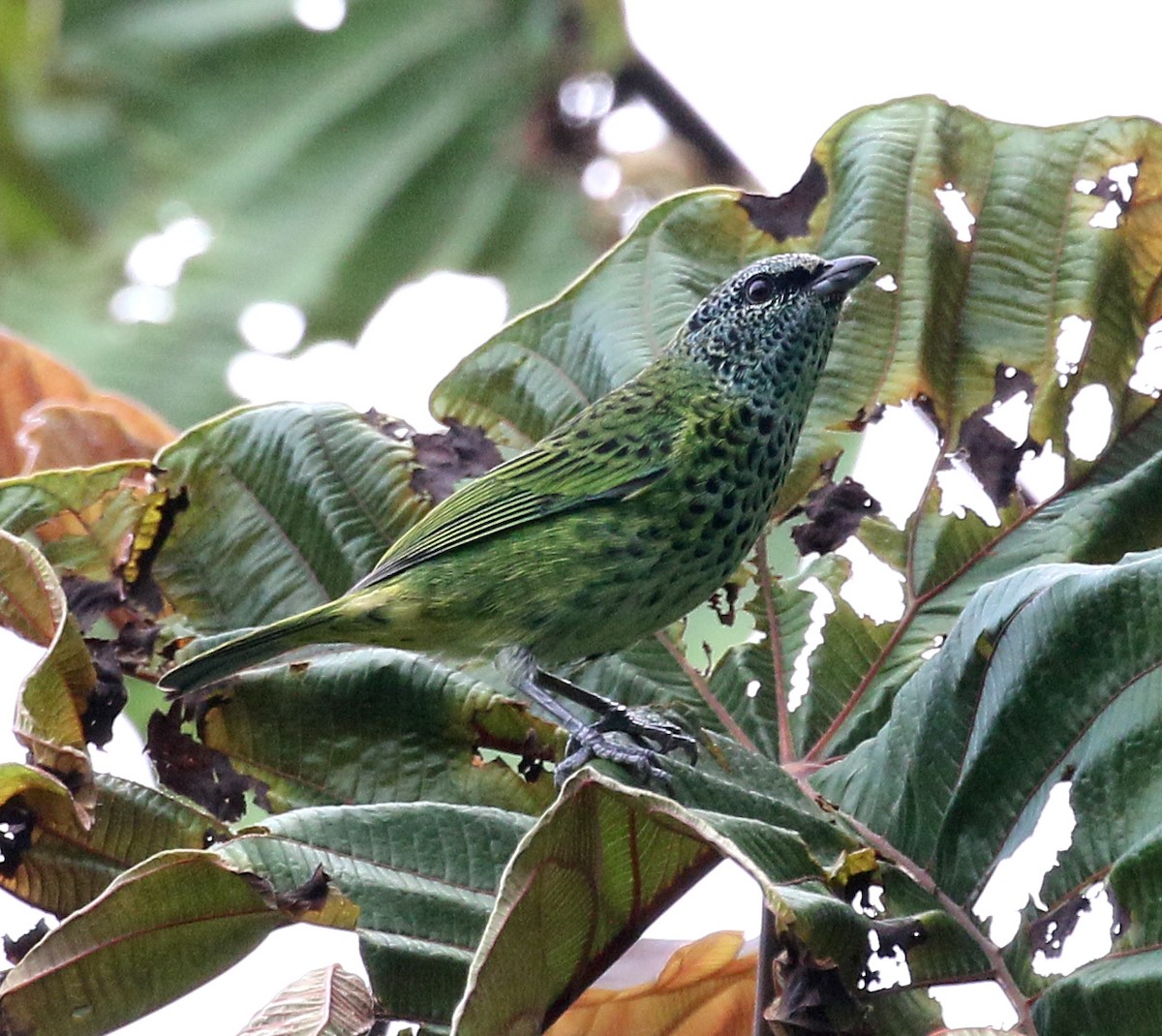 Spotted Tanager - ML53893291
