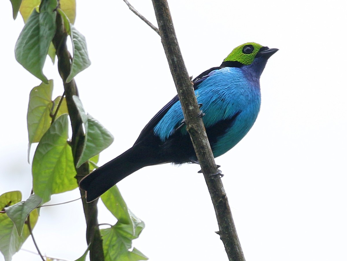 Paradise Tanager - ML53893311