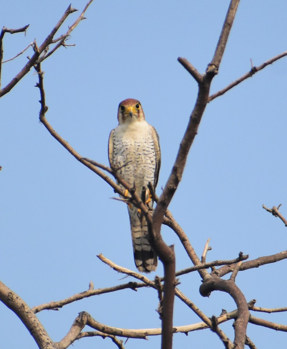 Red-necked Falcon - ML538933971