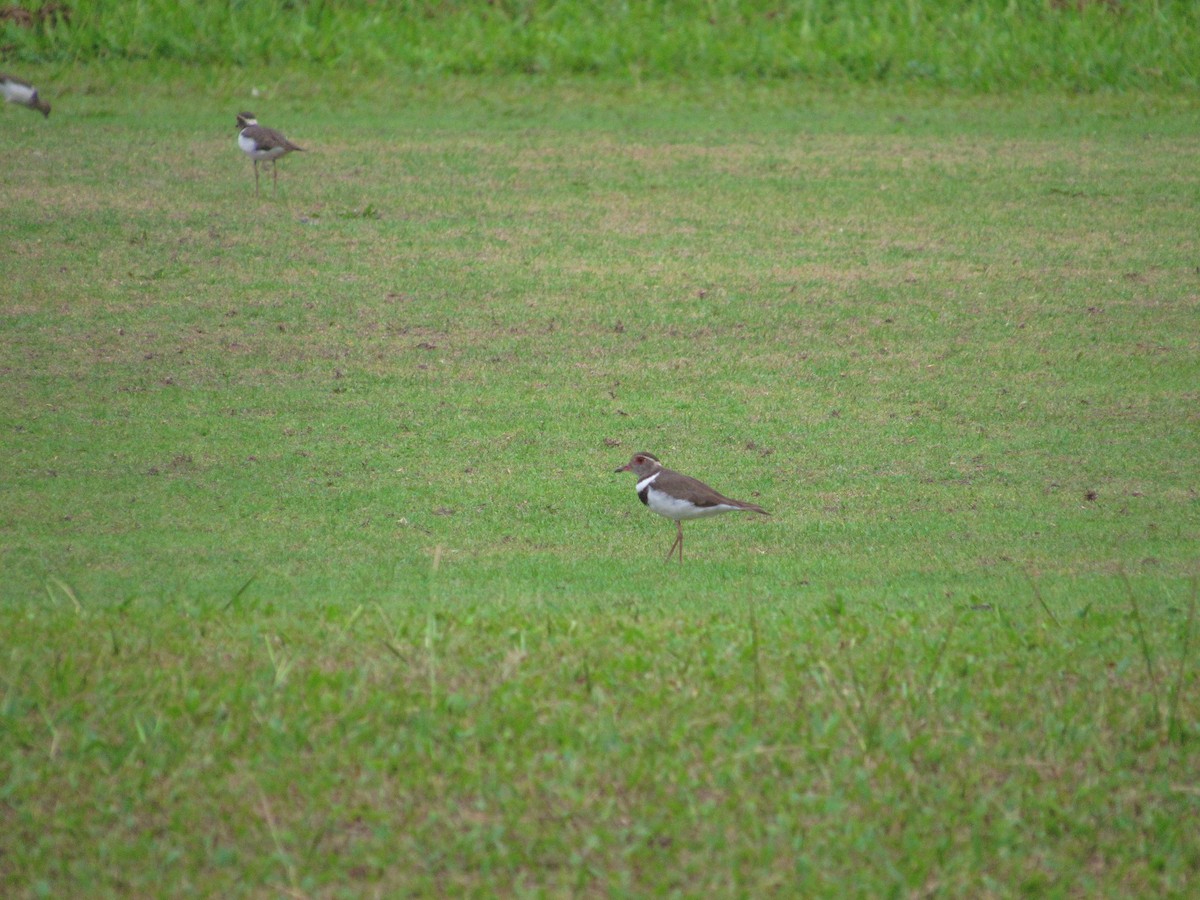 Forbes's Plover - ML538935031