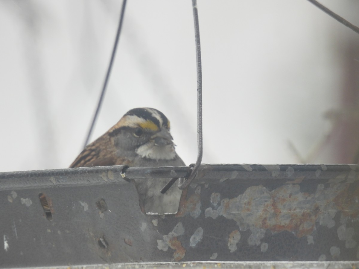 White-throated Sparrow - ML538937981