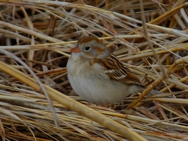 Field Sparrow - Bryan Prather