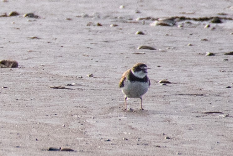 Semipalmated Plover - ML538946441
