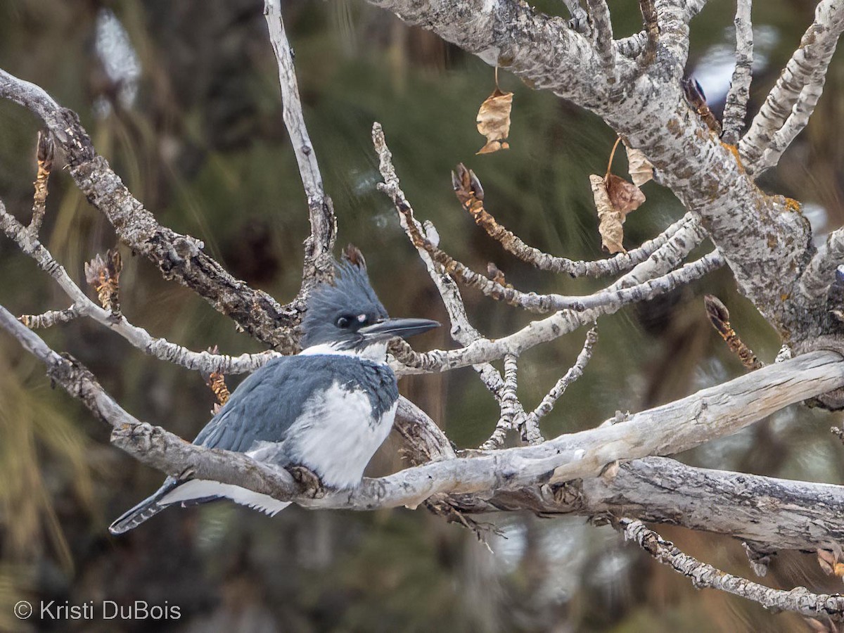 Belted Kingfisher - ML538947571
