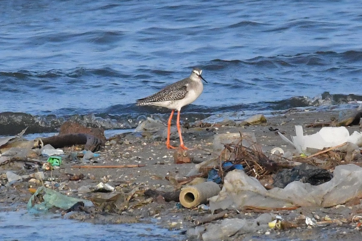 Spotted Redshank - ML538947801
