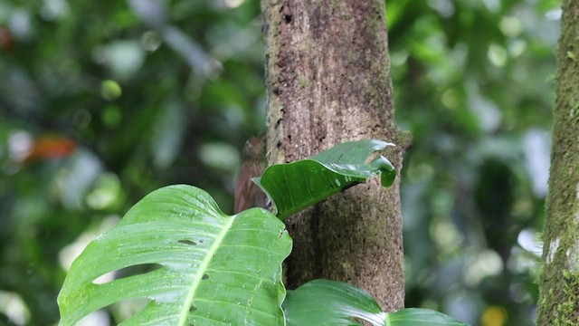 Spotted Woodcreeper - ML538949451
