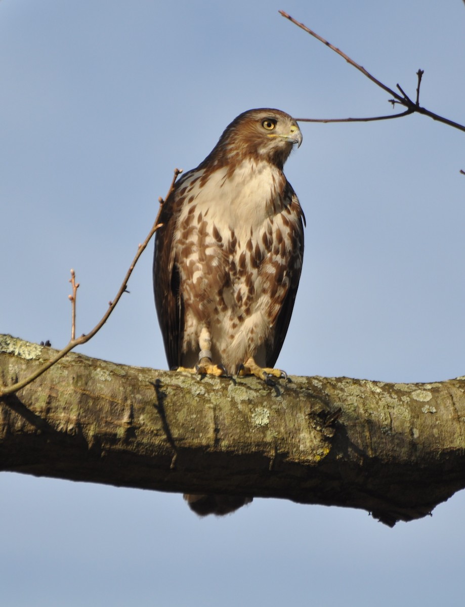 Red-tailed Hawk - Tim Healy