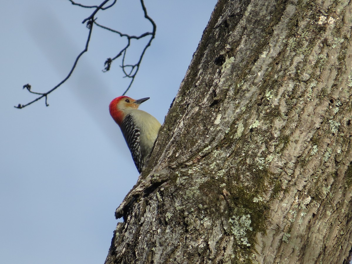 Red-bellied Woodpecker - ML538956401