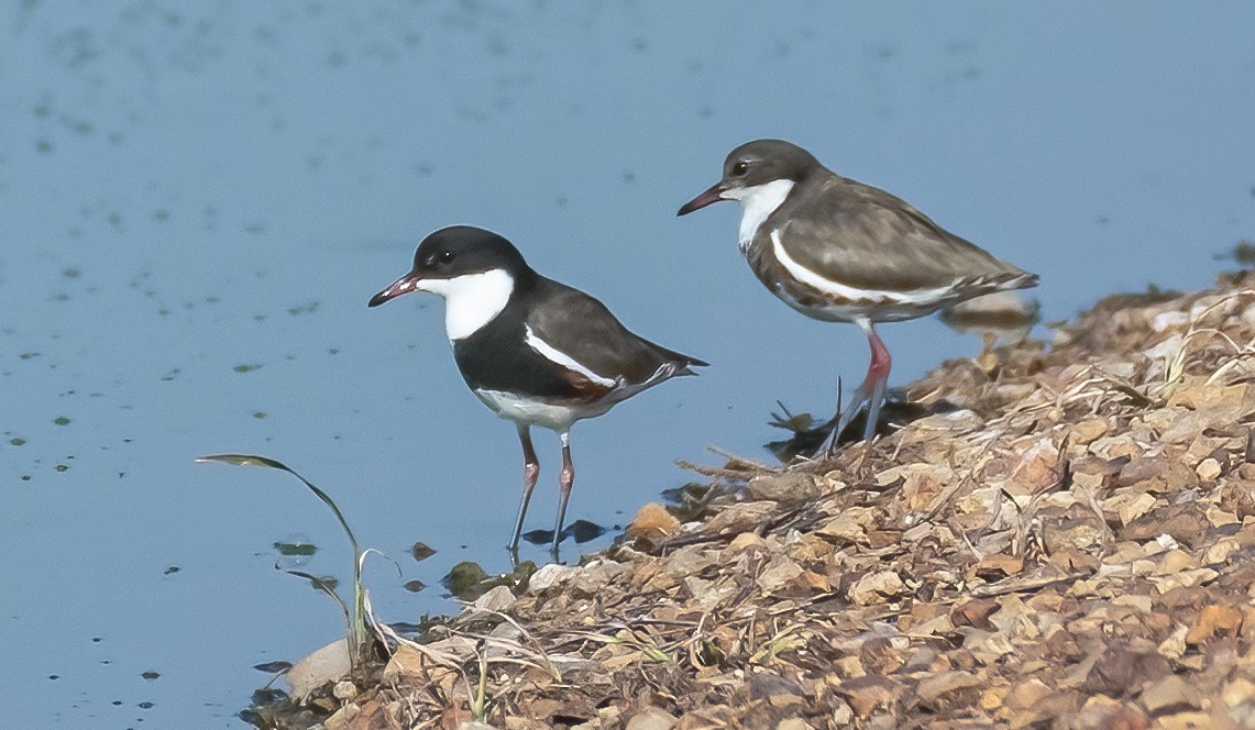 Red-kneed Dotterel - ML538960711