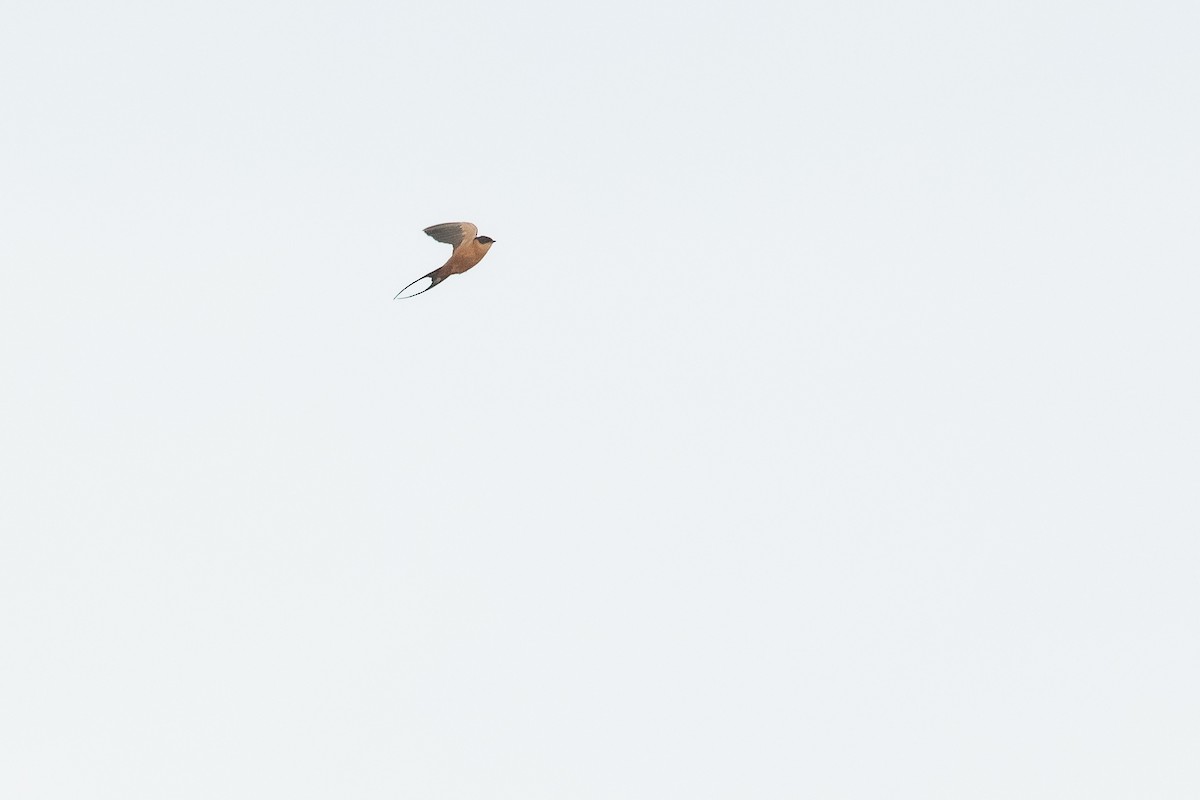 Rufous-chested Swallow - ML538962491