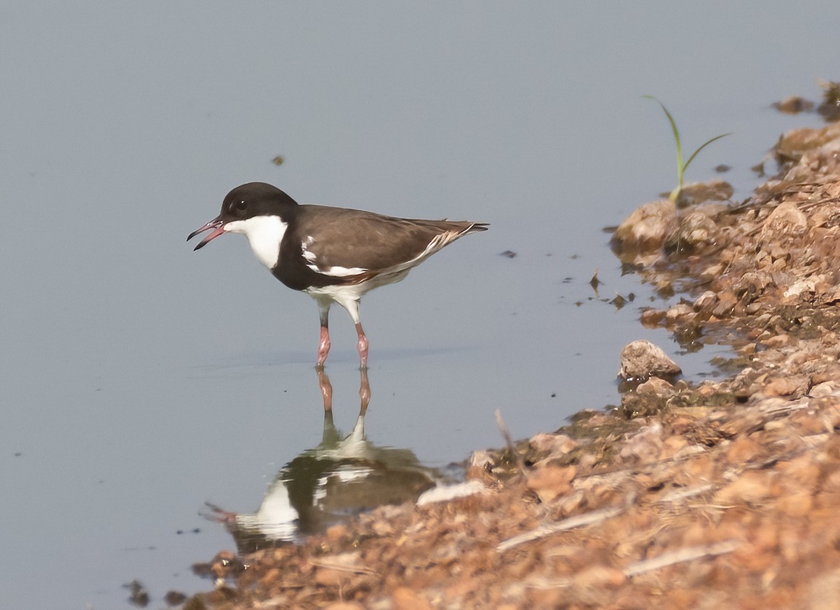 Red-kneed Dotterel - ML538962591