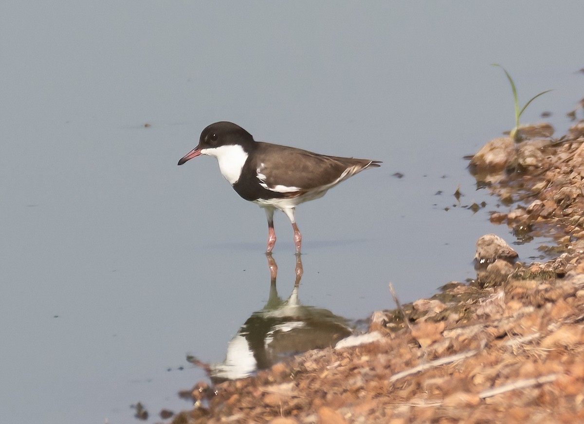 Red-kneed Dotterel - ML538962671