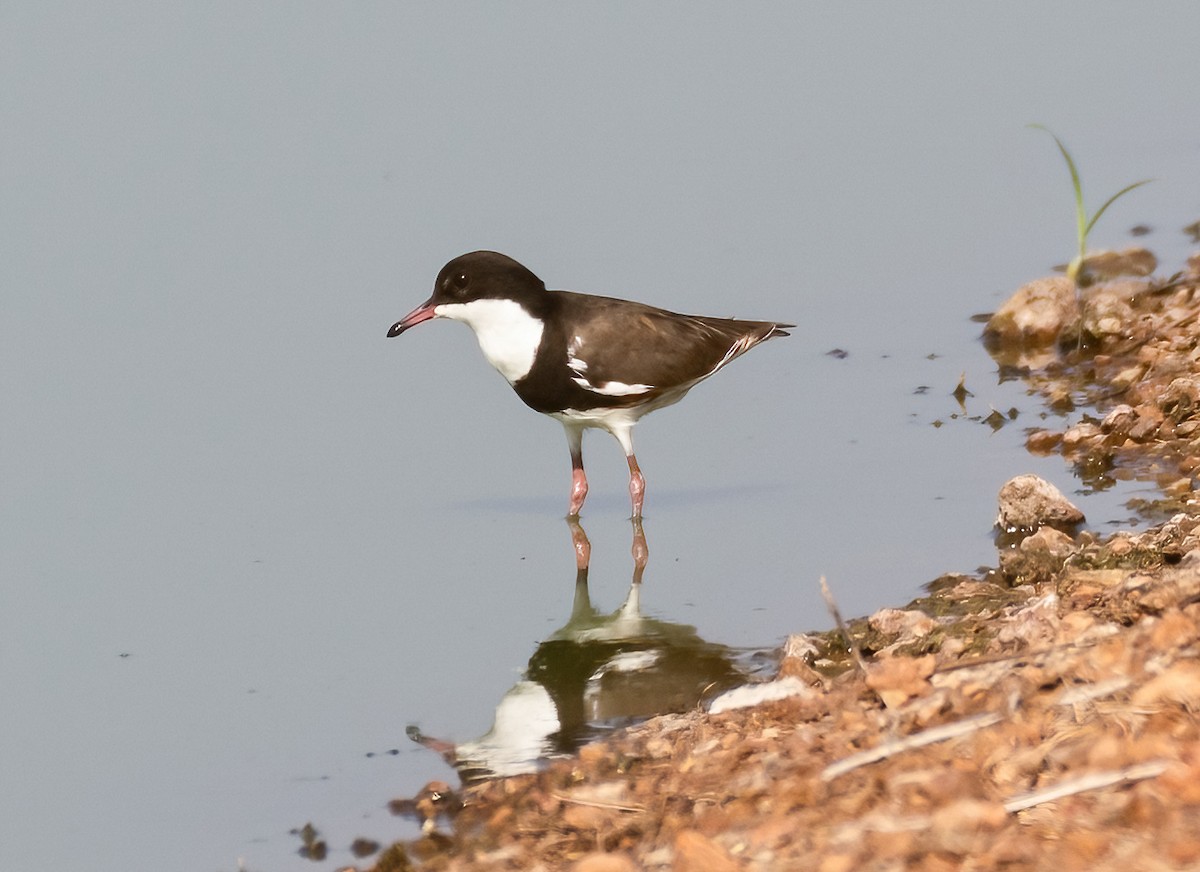 Red-kneed Dotterel - ML538962701