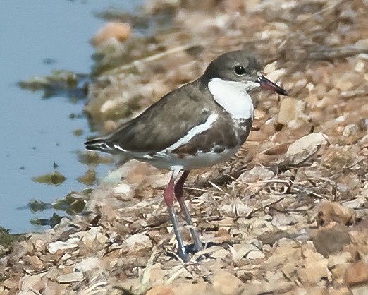 Red-kneed Dotterel - ML538963201