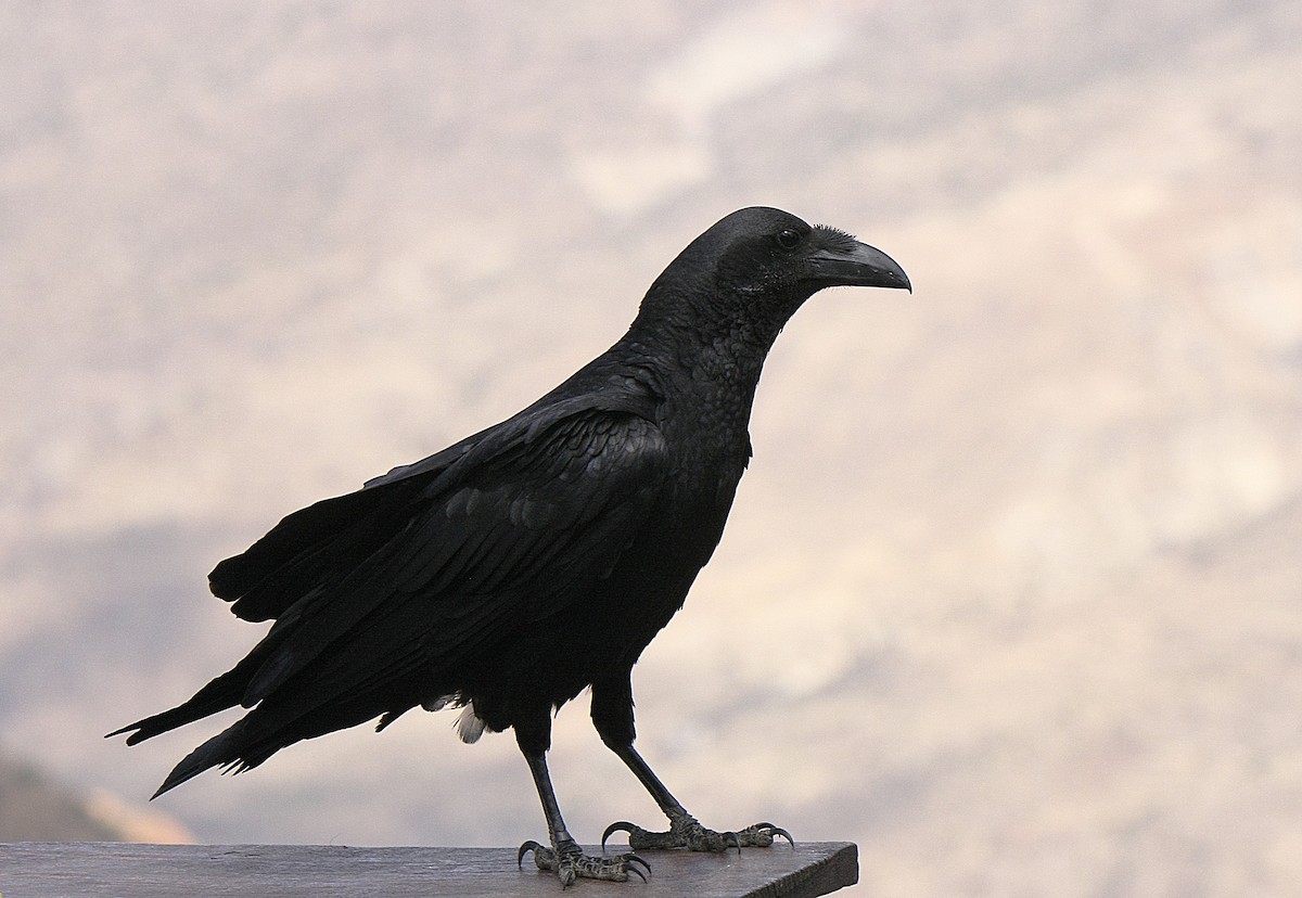 Fan-tailed Raven - Alfonso Rodrigo