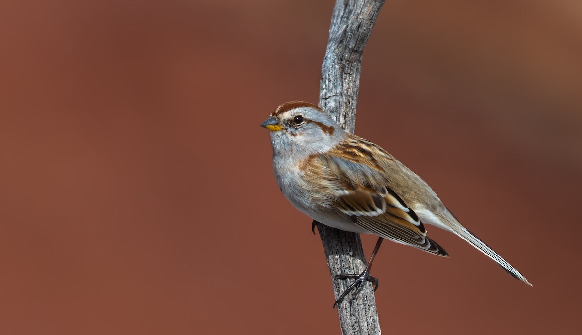American Tree Sparrow - Jim Merritt