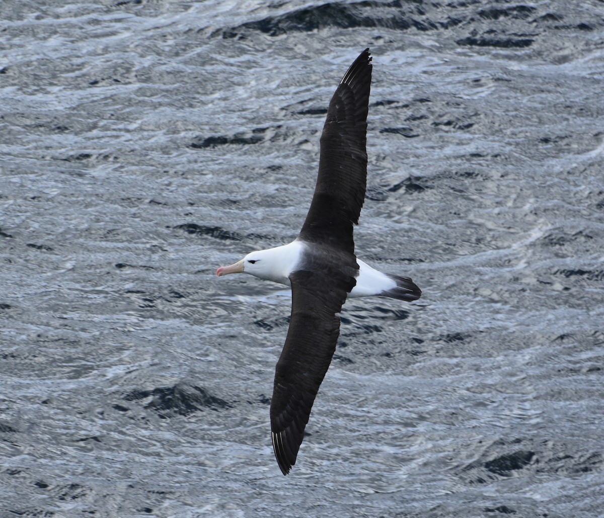 Black-browed Albatross - ML538968891
