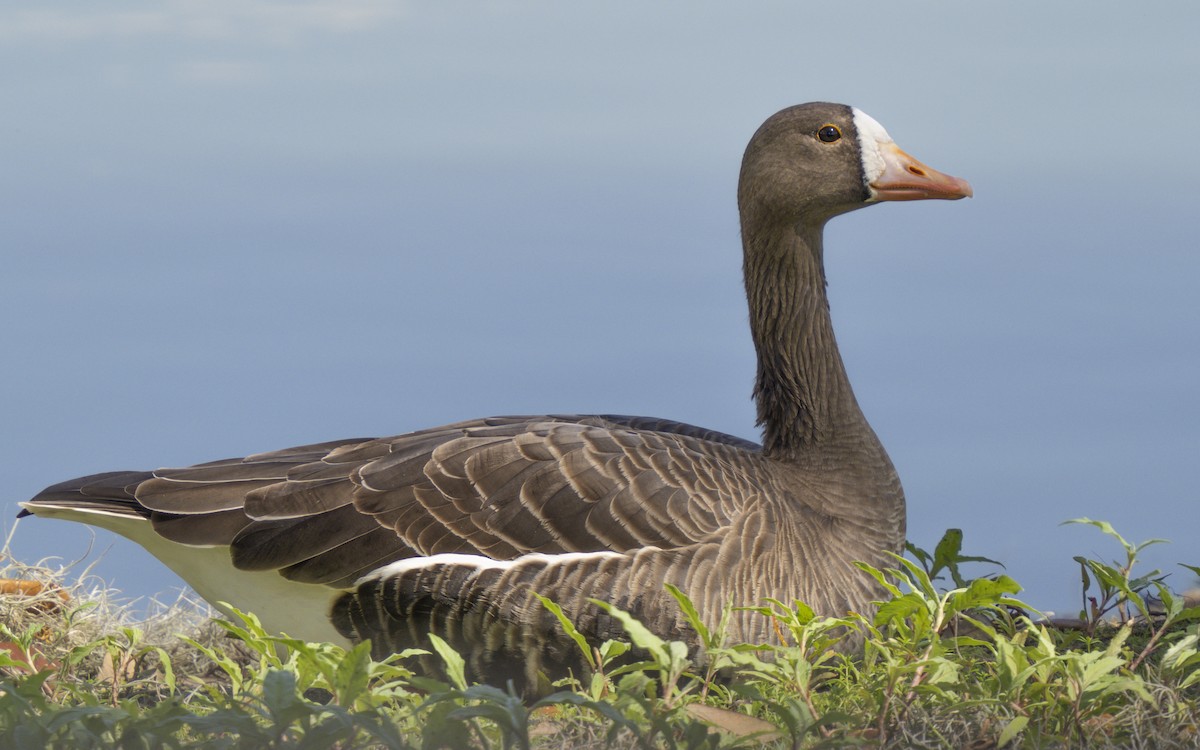 Greater White-fronted Goose - ML538969421