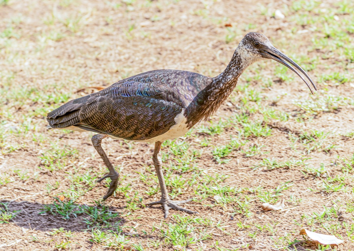 ibis slámokrký - ML538971571